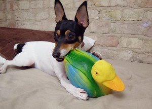 玩具獵狐梗怎么洗澡 玩具獵狐梗洗澡流程?及注意要點