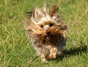 絲毛梗好養(yǎng)嗎 日常養(yǎng)護(hù)注意事項