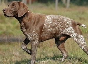 波音達獵犬怎么養 波音達獵犬飼養心得