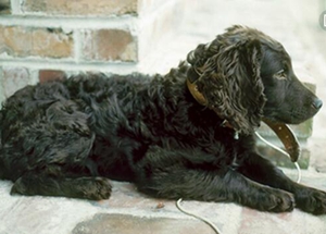 博伊金獵犬怎么美容 博伊金獵犬毛發美容方法