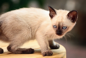 暹羅貓怎么繁殖 暹羅貓繁殖流程