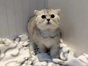 曼基康貓流產原因有哪些 曼基康貓流產原因介紹