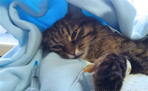 貓杯狀病毒怎么治療 貓杯狀病毒治療方法