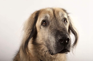 怎么給安納托利亞牧羊犬剪指甲