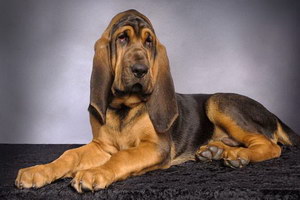 尋血獵犬吃什么狗糧好 尋血獵犬狗糧選擇推薦