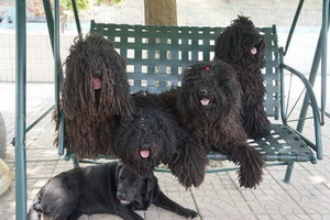 波利犬毛發怎么修剪 波利犬毛發修剪方法