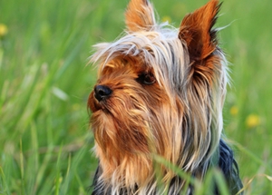 絲毛梗吃什么好 絲毛梗食用狗糧推薦