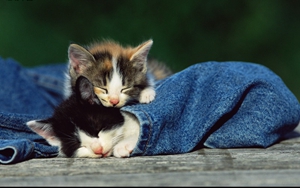 貓白血病怎么傳染