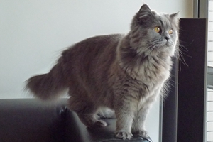 英國長毛貓剛出生小貓怎么處理