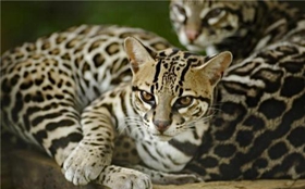 豹貓便秘怎么辦 豹貓便秘癥狀及治療方法