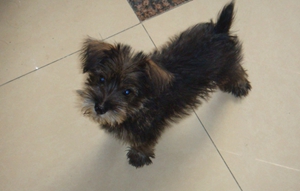 凱恩梗如何美毛 凱恩梗美容方法