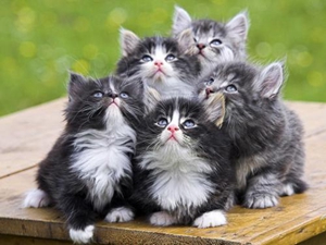 挪威森林貓產后怎么護理 挪威森林貓產后護理注意事項