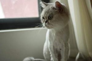 蒂凡尼貓產(chǎn)后怎么催奶 蒂凡尼貓催奶方法