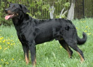 法國狼犬怎么養 法國狼犬飼養方法