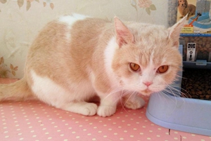 曼基康貓絕育要注意什么 曼基康貓絕育注意事項