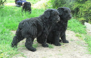 波蘭德斯布比野犬牙齒清潔方法