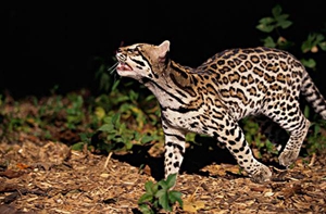 豹貓公貓不愿與母貓交配怎么辦