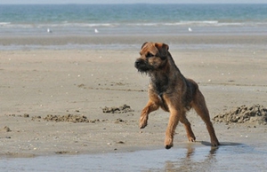 邊境梗怎么喂養(yǎng) 邊境梗喂養(yǎng)要點