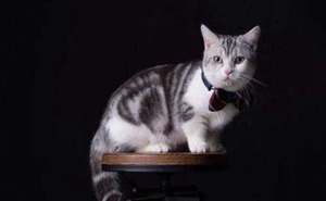 曼基康貓發情鬧春怎么辦 曼基康貓發情解決辦法