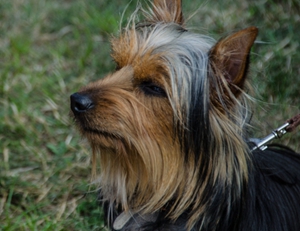 絲毛梗不肯吃狗糧怎么辦 絲毛梗不吃狗糧解決辦法