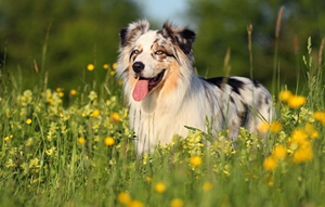 澳洲牧羊犬好養(yǎng)嗎 澳大利亞牧羊犬飼養(yǎng)要點(diǎn)