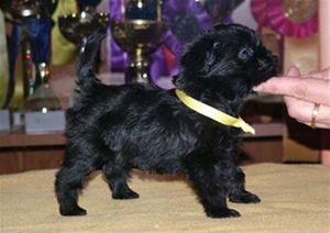 怎樣給艾芬品護(hù)理牙齒 艾芬品牙齒護(hù)理