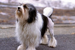 羅秦犬吃什么狗糧 羅秦犬狗糧食用推薦