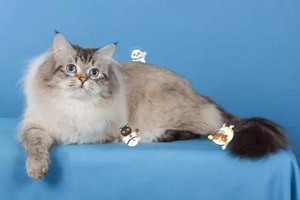 襤褸貓奶水不足怎么回事 奶水不足原因介紹