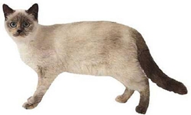 重點色短毛貓鼻子不通氣怎么回事 鼻子不通氣原因介紹