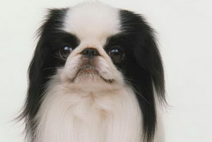 日本狆怎么養 日本狆飼養心得