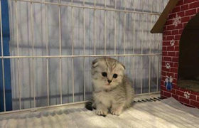 曼基康貓消化不良怎么治療 曼基康貓消化不良治療方法