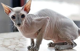 彼得禿貓營養性腹水怎么治療 營養性腹水治療方法