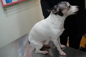 玩具獵狐梗耳朵怎么清潔 玩具獵狐梗耳朵護理方法