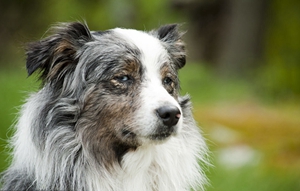 澳洲牧羊犬怎么養護 澳大利亞牧羊犬養護知識