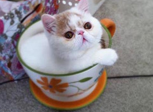 茶杯貓要絕育嗎 茶杯貓絕育注意事項