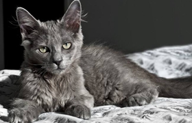 內華達貓腸胃炎怎么治療 腸胃炎治療方法