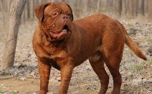 波爾多犬牙齒怎么洗 波爾多犬牙齒清潔護理方法