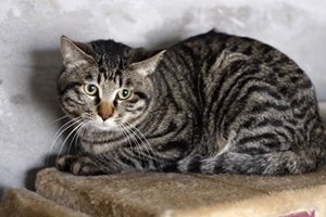 中國貍花貓一窩能生幾只貓咪