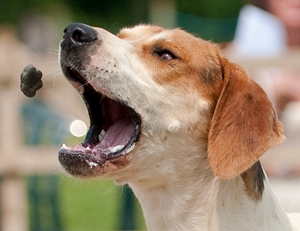 美國獵狐犬挑食怎么辦 美國獵狐犬挑食糾正辦法