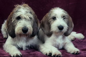 迷你貝吉格里芬凡丁犬洗澡流程及注意要點(diǎn)