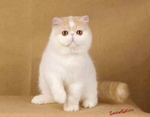 加菲貓怎么催乳 加菲貓催乳方法