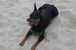 德國賓莎犬指甲怎么修剪 德國賓莎犬修剪指甲教程