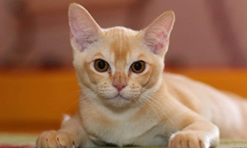 被歐洲緬甸貓咬傷怎么辦 歐洲緬甸貓咬傷處理方法