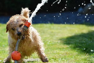 諾福克梗口腔怎么護理 諾福克梗牙齒清潔方法