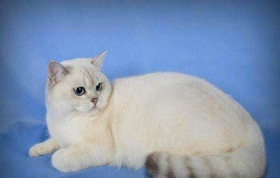 怎么預防重點色短毛貓尿道疾病 尿道疾病預防方法