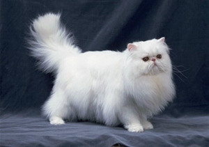 波斯貓懷孕怎么增加營養(yǎng) 波斯貓孕期營養(yǎng)補充