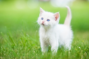 波斯貓產(chǎn)后不吃飯怎么辦 波斯貓產(chǎn)后不吃飯解決辦法