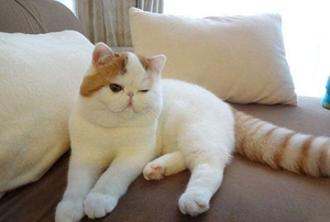 加菲貓懷孕怎么照顧 加菲貓孕期照顧教程