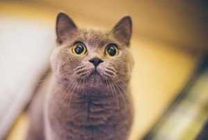 如何幫助英國短毛貓接生 英國短毛貓接生注意事項