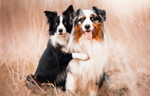 澳大利亞牧羊犬性格怎么樣 澳洲牧羊犬性格特點介紹